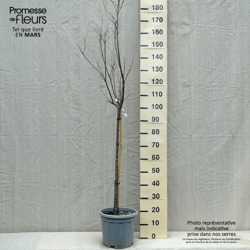 Example of Chilopsis linearis - Saule du désert Pot de 12L/15L, Demi-tige as you get in printemps