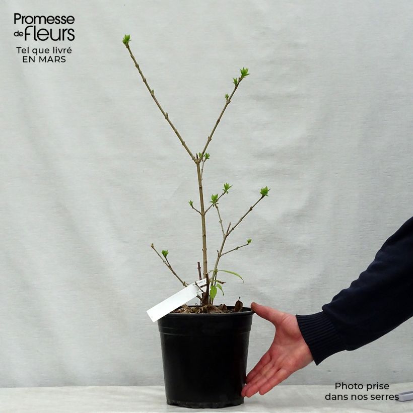 Spécimen de Chimonanthus praecox Grandiflorus Pot de 4L/5L, Buisson, Touffe tel que livré au printemps