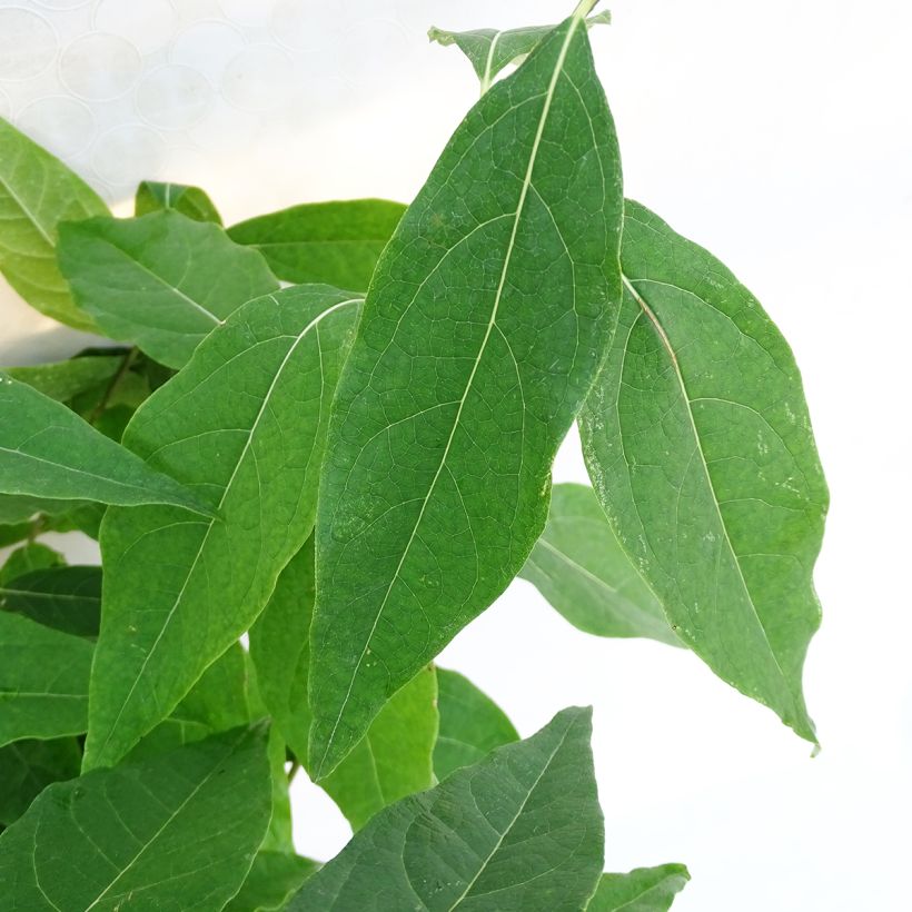 Chimonanthus praecox Grandiflorus (Feuillage)