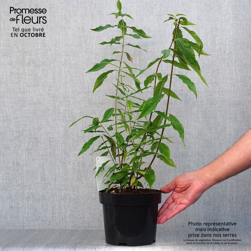 Spécimen de Chimonanthus praecox - Chimonanthe précoce Pot de 3L/4L tel que livré en automne