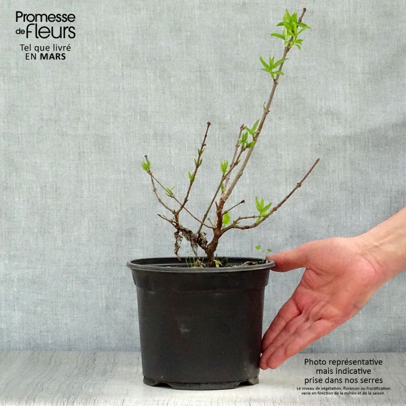 Spécimen de Chimonanthus praecox - Chimonanthe précoce Pot de 3L/4L tel que livré au printemps