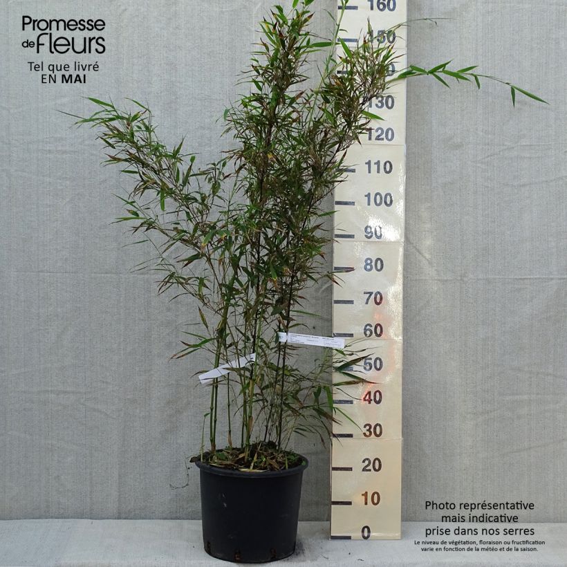 Spécimen de Chimonobambusa tumidissinoda Macrophylla - Bambou moyen Pot de 12L/15L tel que livré au printemps