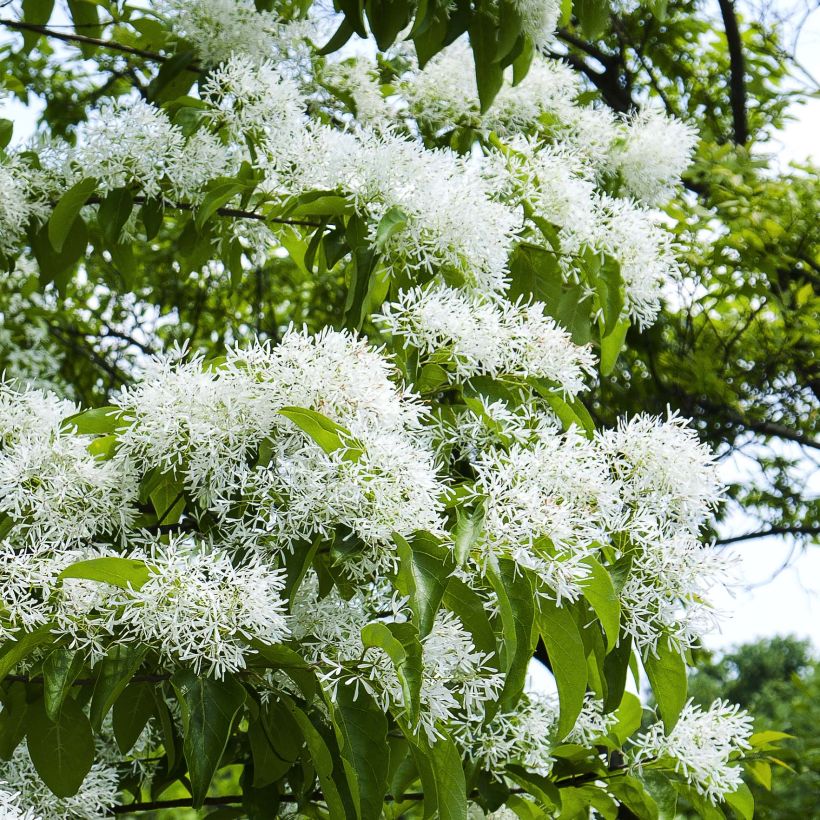Chionanthus retusus - Arbre de neige (Flowering)