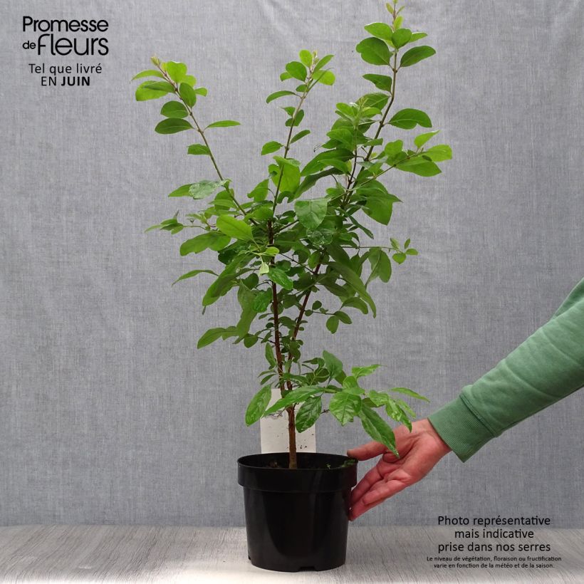Spécimen de Chionanthus retusus - Arbre de neige Pot de 3L/4L tel que livré en été