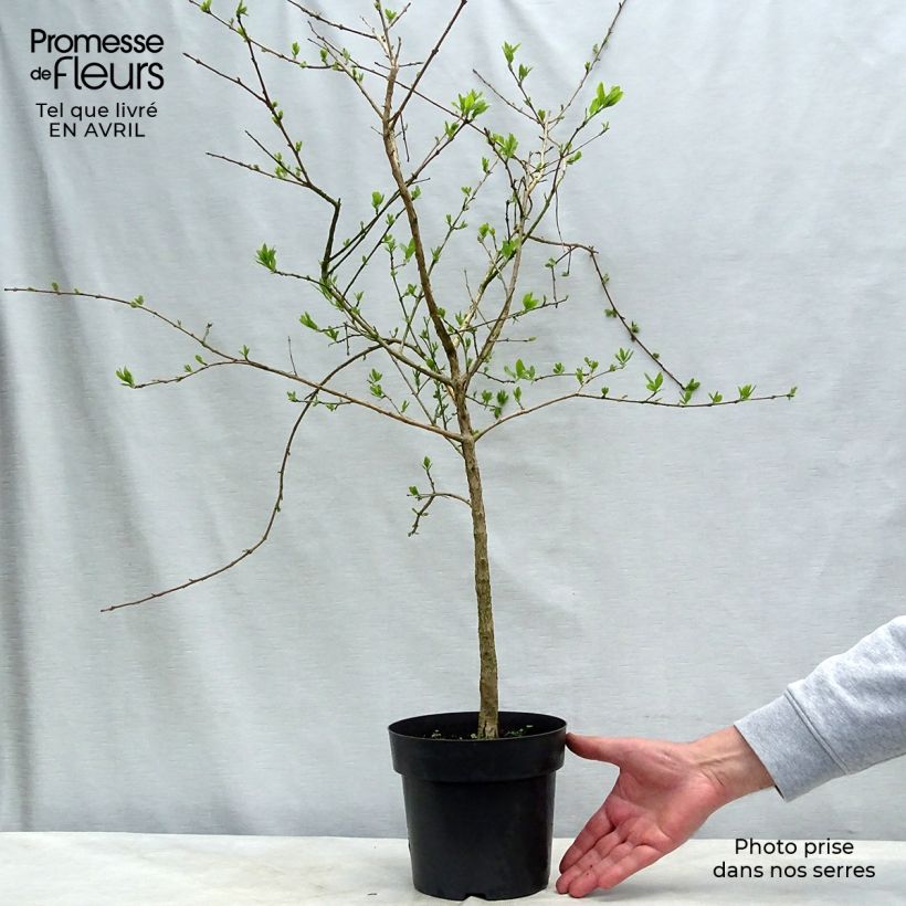 Example of Chionanthus retusus - Arbre de neige Pot de 3L/4L as you get in printemps