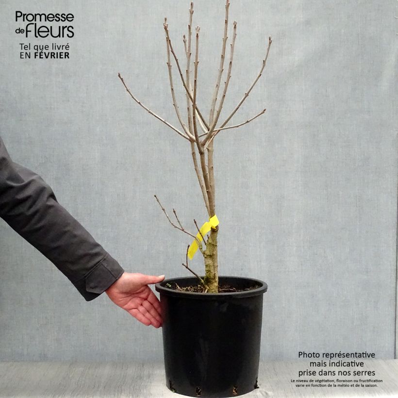 Example of Chionanthus virginicus - Arbre de neige Pot de 12L/15L as you get in hiver