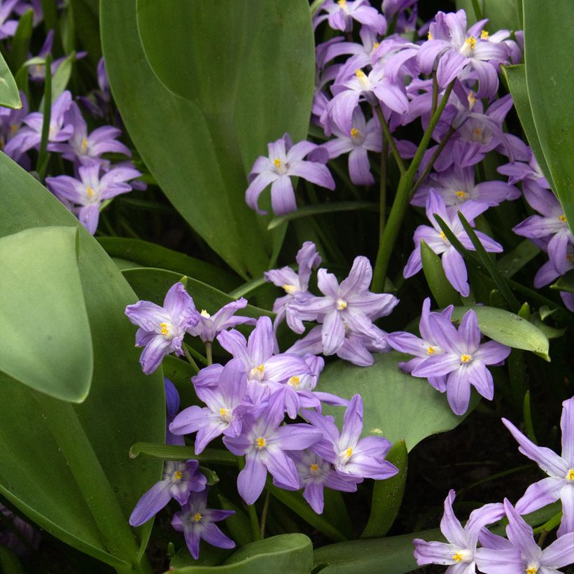 Chionodoxa forbesii Violet Beauty (Port)