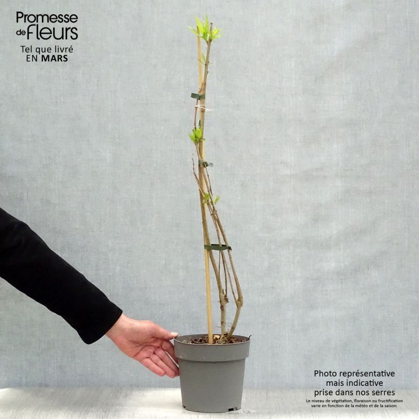 Spécimen de Chitalpa de Taschkent - Chitalpa tashkentensis Summer Bells Minsum Pot de 2L/3L tel que livré au printemps