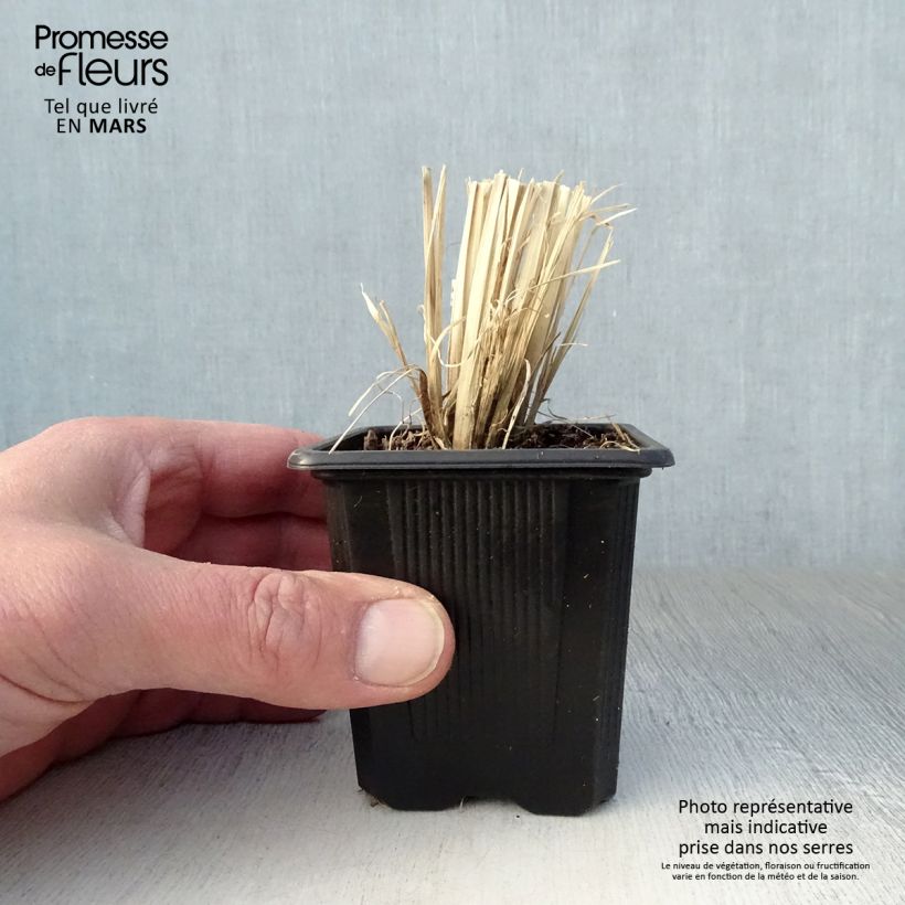 Spécimen de Chloris virgata - Herbe à plumes de Rhodes Godet de 8/9 cm tel que livré au printemps
