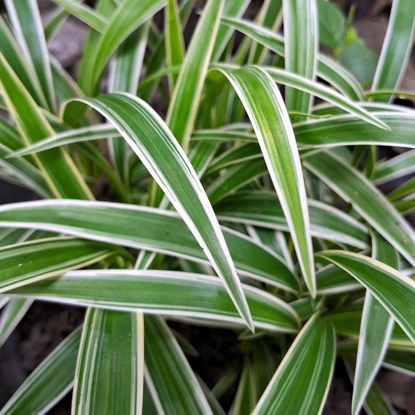 Chlorophytum Irish - Plante araignée  (Foliage)
