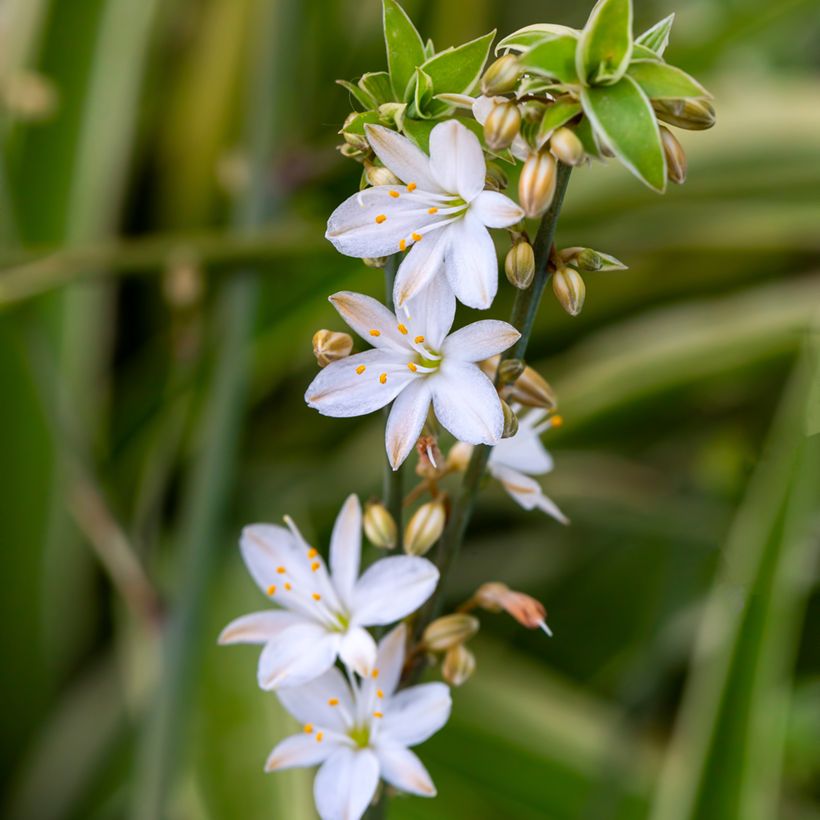 Chlorophytum Irish - Plante araignée  (Flowering)