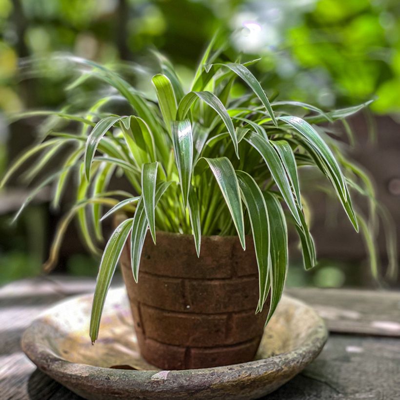 Chlorophytum Irish - Plante araignée  (Plant habit)