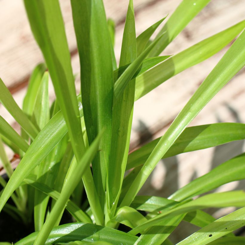 Chlorophytum nepalense – Graminée vivace  (Foliage)