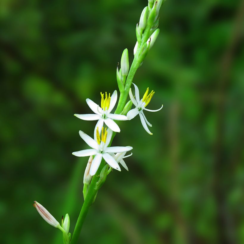 Chlorophytum nepalense – Graminée vivace  (Flowering)