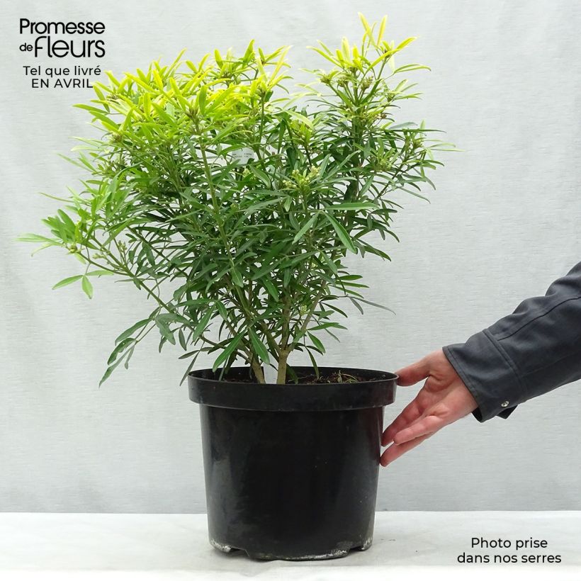 Example of Choisya Aztec Gold - Oranger du Mexique Pot de 7,5L/10L as you get in printemps
