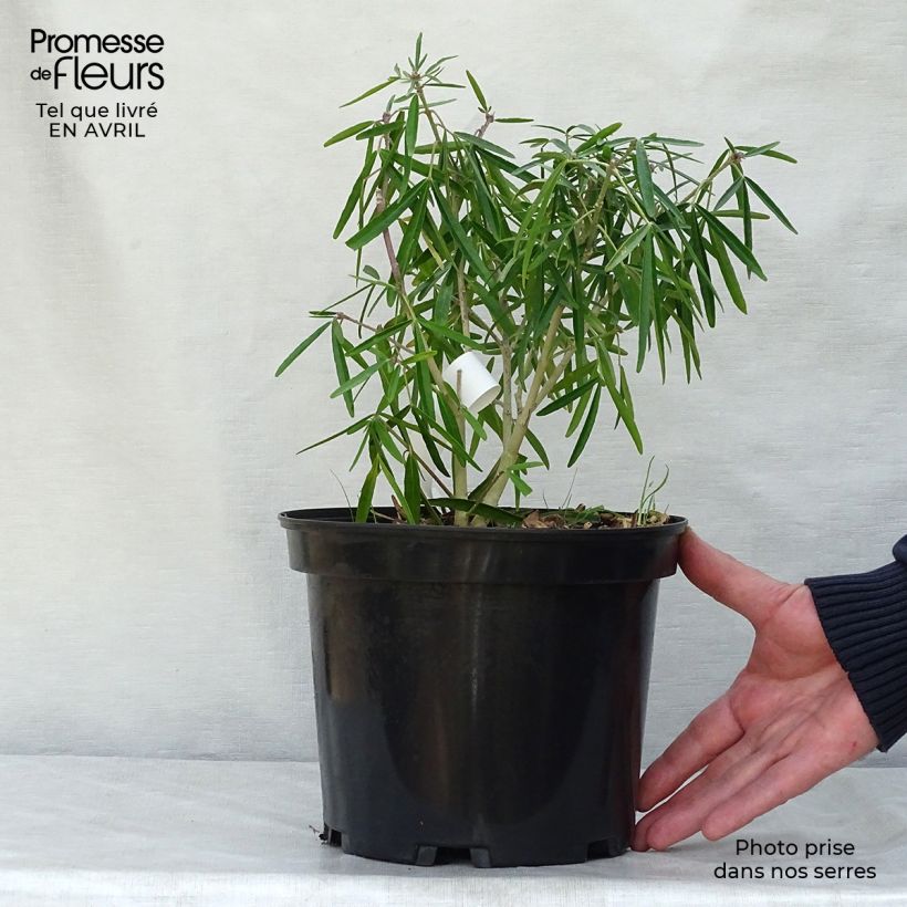 Example of Choisya Aztec Pearl - Oranger du Mexique Pot de 4L/5L as you get in printemps