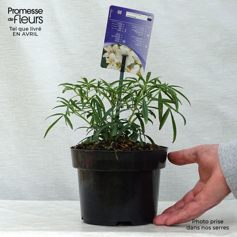 Example of Choisya Aztec Pearl - Oranger du Mexique Pot de 2L/3L as you get in printemps