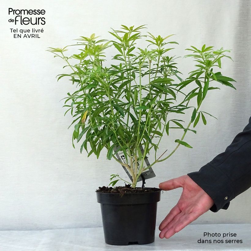 Example of Choisya Goldfinger - Oranger du Mexique Pot de 1,5L/2L as you get in printemps