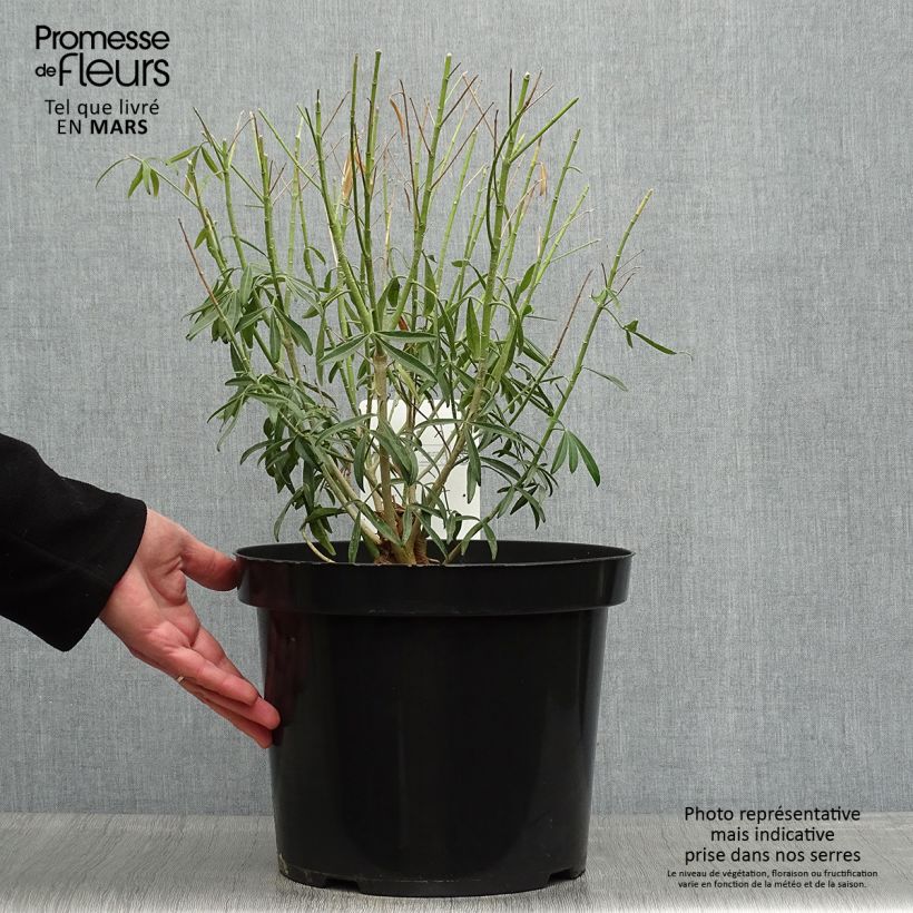 Example of Choisya Goldfinger - Oranger du Mexique Pot de 7,5L/10L as you get in printemps