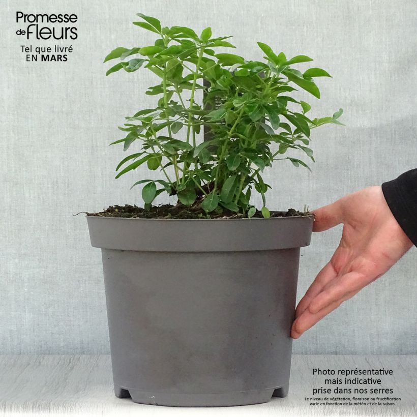 Spécimen de Choisya ternata - Oranger du Mexique Pot de 7,5L/10L tel que livré au printemps