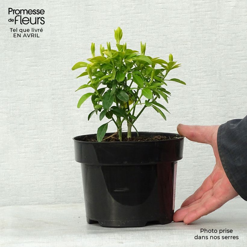 Example of Choisya ternata Sundance - Oranger du Mexique Pot de 2L/3L as you get in printemps
