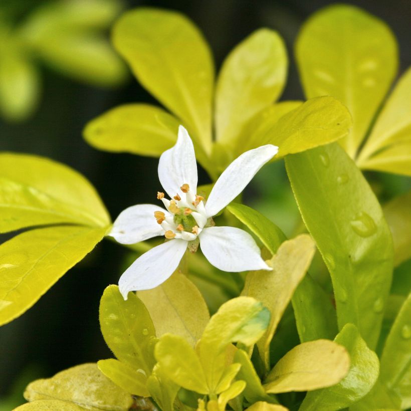 Choisya ternata Sundance - Oranger du Mexique (Flowering)