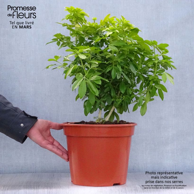 Example of Choisya ternata Sundance - Oranger du Mexique Pot de 7,5L/10L as you get in printemps