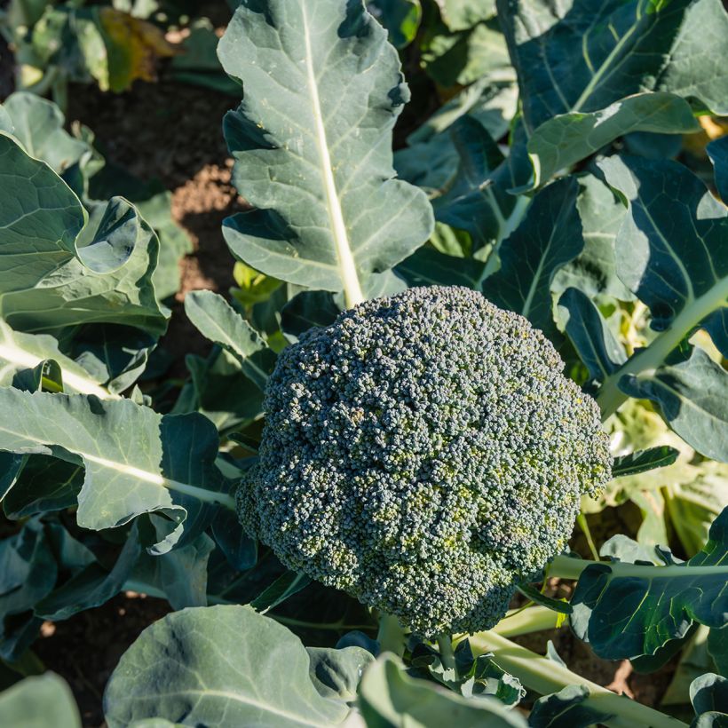 Chou Brocoli Ramoso Calabrese Bio (Port)