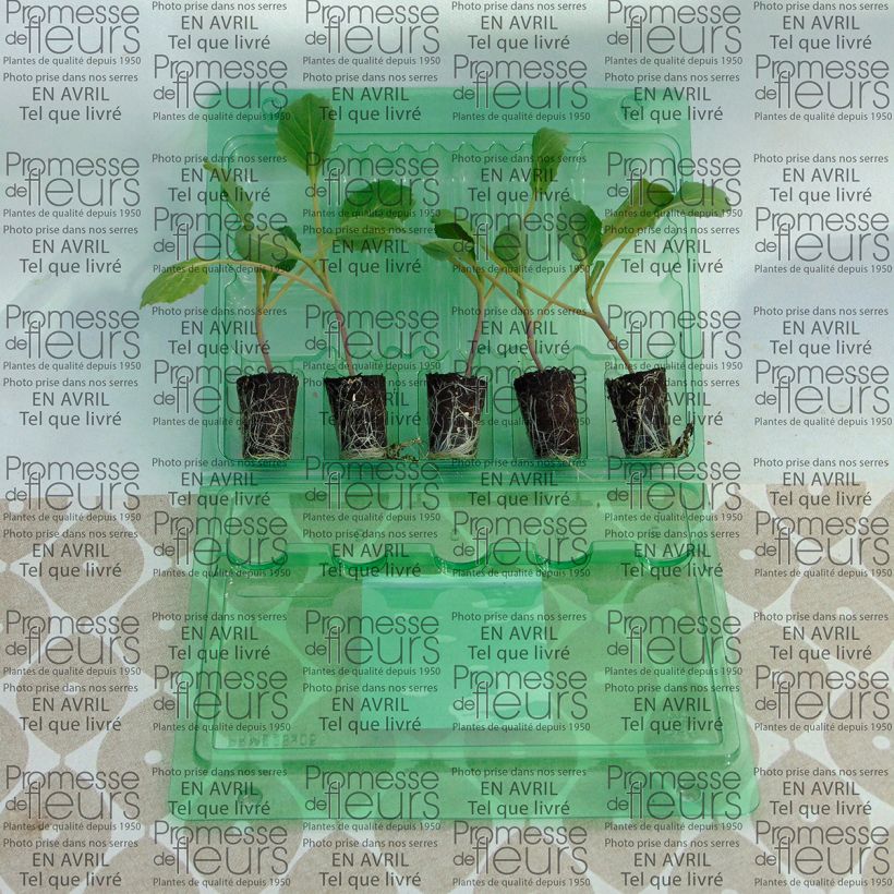 Exemple de spécimen de Chou cabus Tête de Pierre F1 en plants Mini-motte Ø 3/4 cm, Livré en hauteur de 5 à 10 cm tel que livré