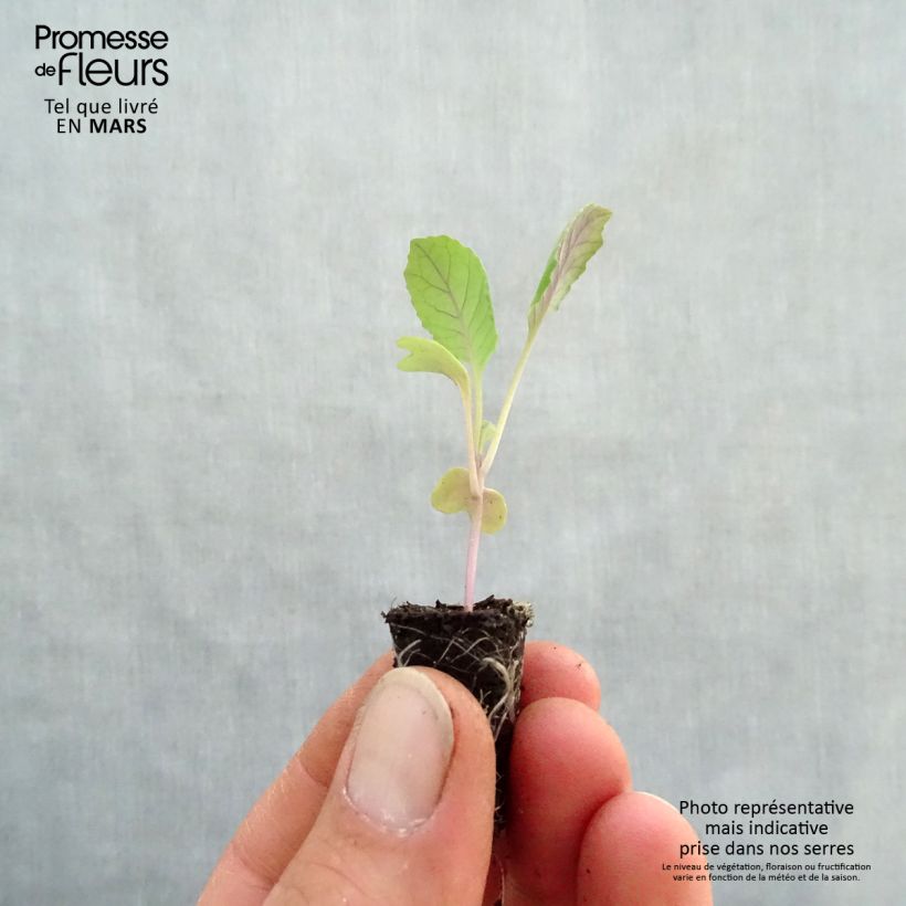 Spécimen de Chou cabus pointu Chana F1 Bio en mini-mottes Mini-motte Ø 1,5/2,5 cm tel que livré au printemps