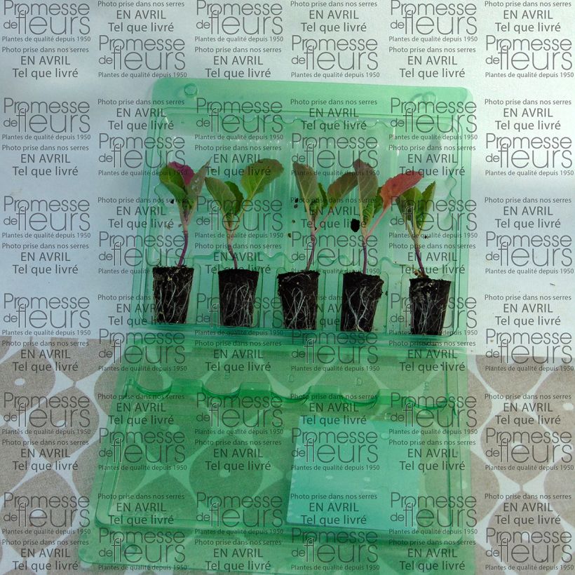 Exemple de spécimen de Chou de Bruxelles Bright F1 en plants Mini-motte Ø 3/4 cm, Livré en hauteur de 5 à 10 cm tel que livré