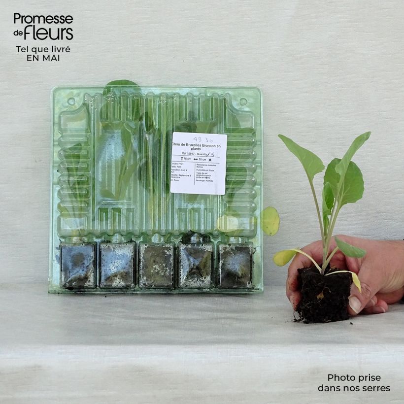 Spécimen de Chou de Bruxelles Bronson en plants Motte 4 cm x 4,5 cm tel que livré au printemps