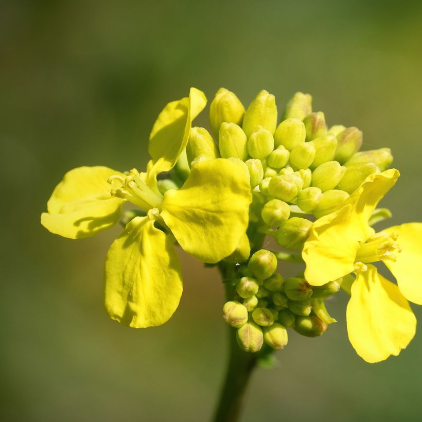 Chou de Chine Tsoi Sim Choy Sum - Brassica rapa (Floraison)