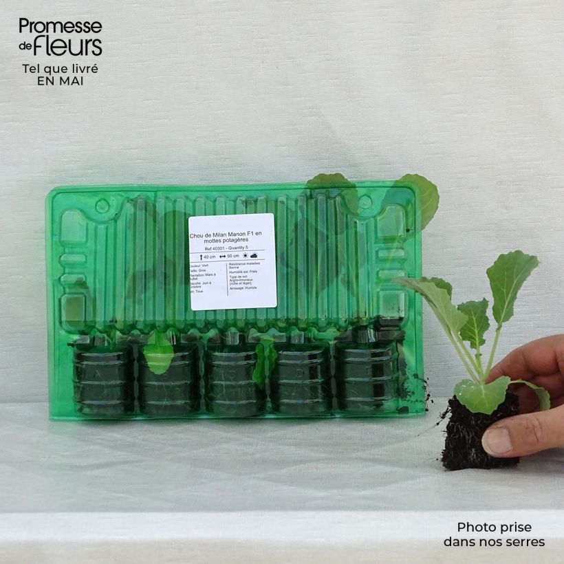 Example of Chou de Milan Manon F1 en plants Motte 4 cm x 4,5 cm as you get in printemps