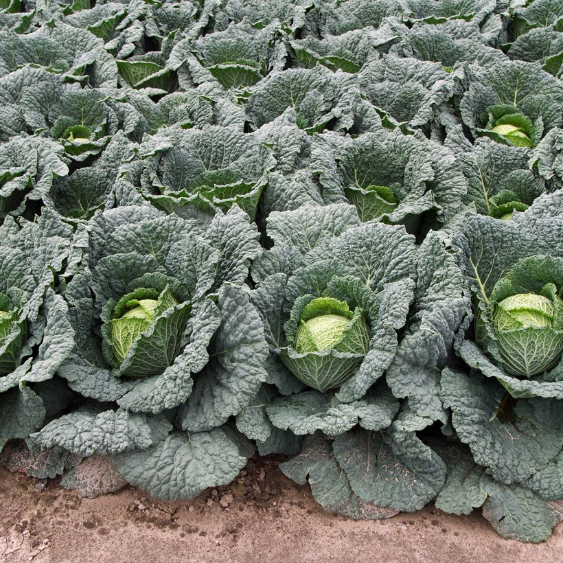 Chou de Milan d'Aubervilliers (Port)