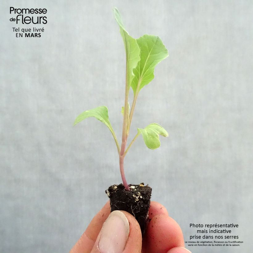 Spécimen de Chou-fleur Thabor BIO en mottes potagères  Mini-motte Ø 1,5/2,5 cm tel que livré au printemps