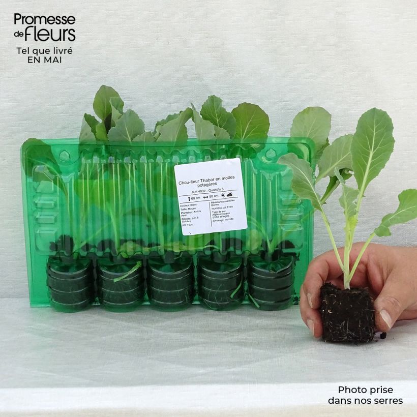 Spécimen de Chou-fleur Thabor en mottes potagères Motte 4 cm x 4,5 cm tel que livré au printemps