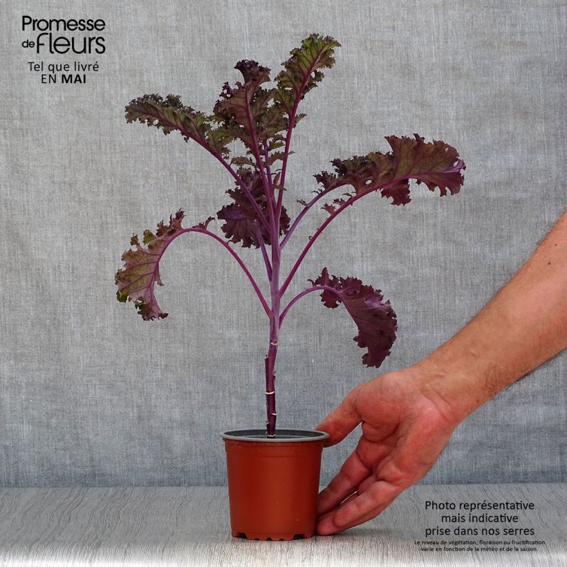 Example of Chou frisé Redbor F1 en plants - chou kale Pot de 10 cm/11cm as you get in printemps