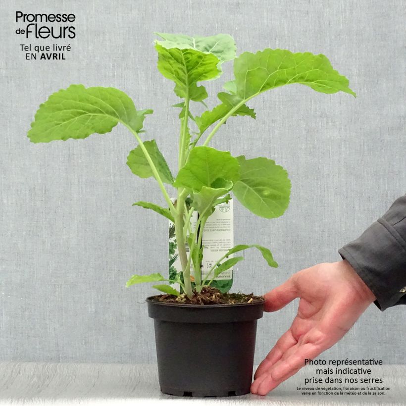 Spécimen de Chou perpétuel Daubenton en plant - Brassica oleracea ramosa  Pot de 1,5L/2L tel que livré au printemps