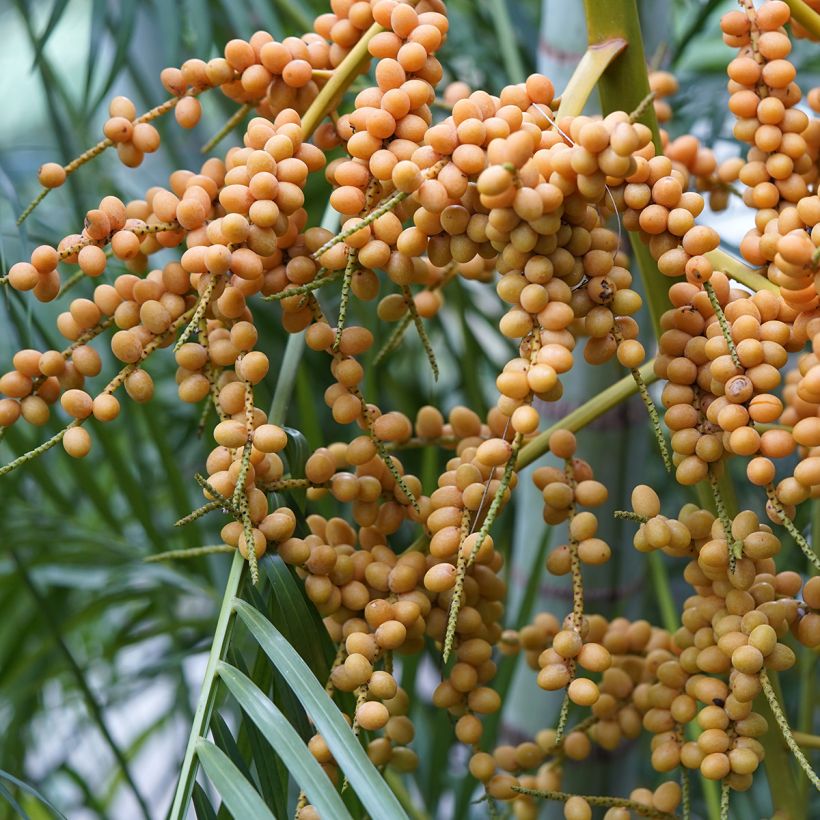 Chrysalidocarpus lutescens - Aréca des fleuristes (Récolte)