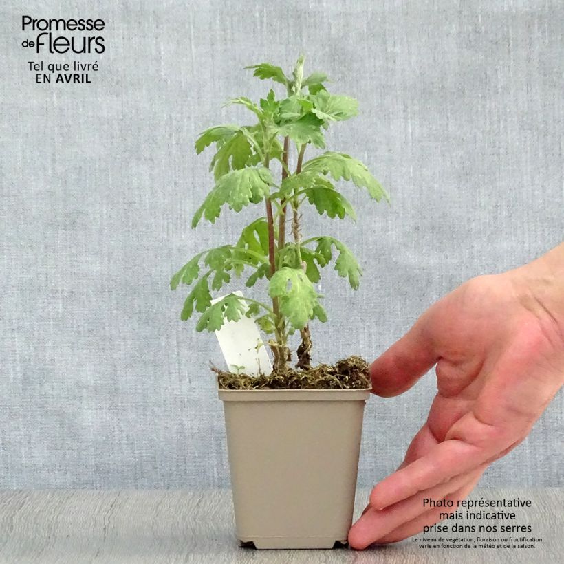 Spécimen de Chrysanthème des jardins Cedie Mason - Chrysanthemum (x) indicum Godet de 8/9 cm tel que livré au printemps