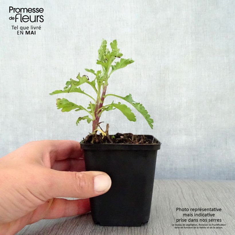 Example of Chrysanthème des jardins Citronella - Chrysanthemum indicum Godet de 8/9 cm as you get in printemps