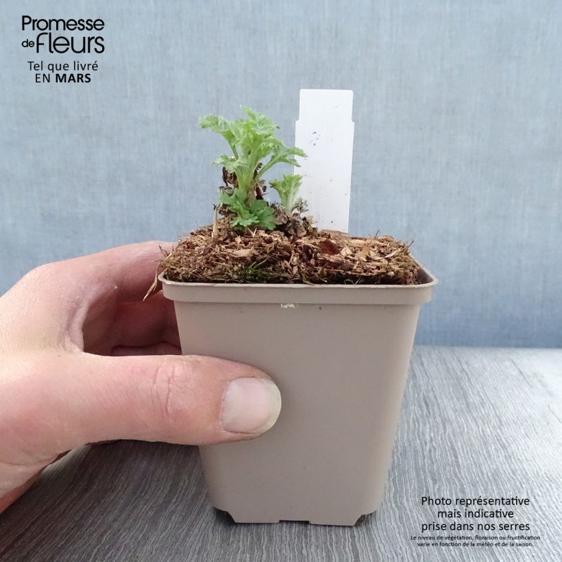 Spécimen de Chrysanthème des jardins Goldmarianne - Chrysanthemum indicum Godet de 8/9 cm tel que livré au printemps