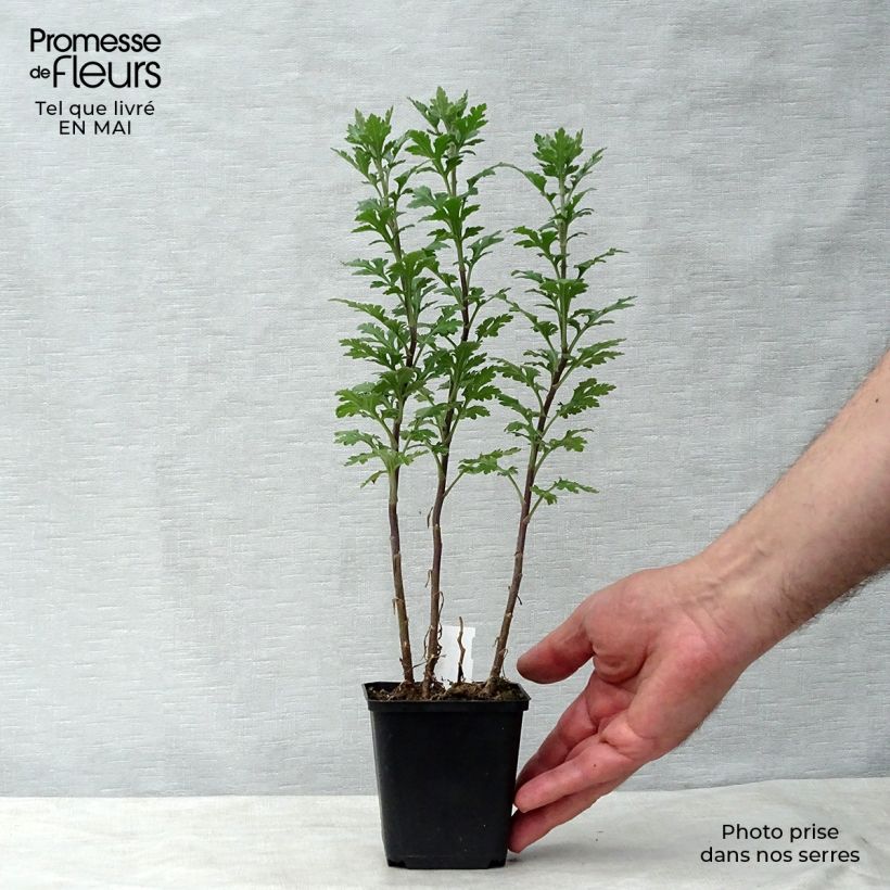 Example of Chrysanthème des jardins Julia - Chrysanthemum (x) indicum Godet de 8/9 cm as you get in printemps