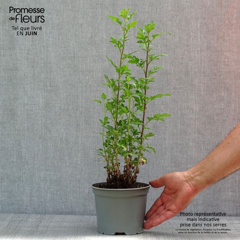 Example of Chrysanthème des jardins Julia - Chrysanthemum (x) indicum Pot de 2L/3L as you get in printemps