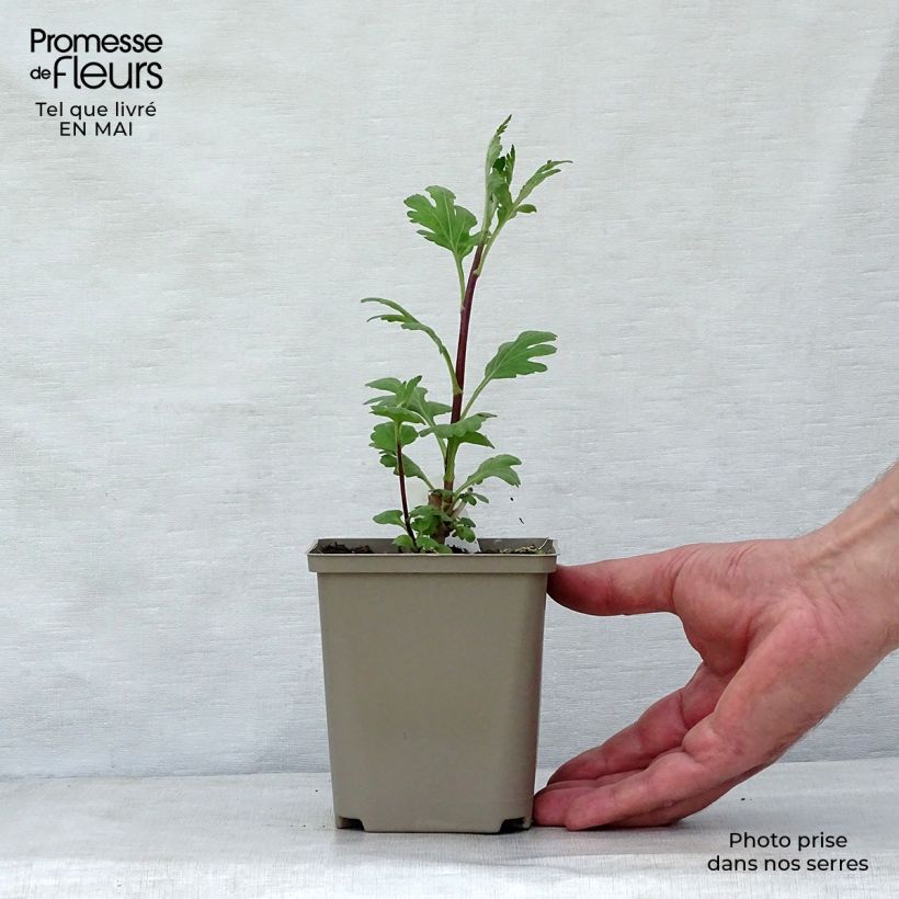 Example of Chrysanthème indicum Brennpunkt  - Chrysanthème des jardins  Godet de 8/9 cm as you get in printemps