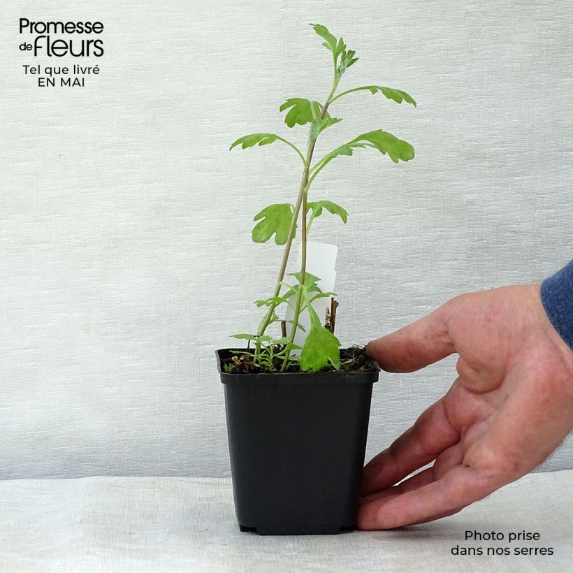 Spécimen de Chrysanthème rubellum Duchess of Edinburgh - Marguerite d'automne Godet de 8/9 cm tel que livré au printemps