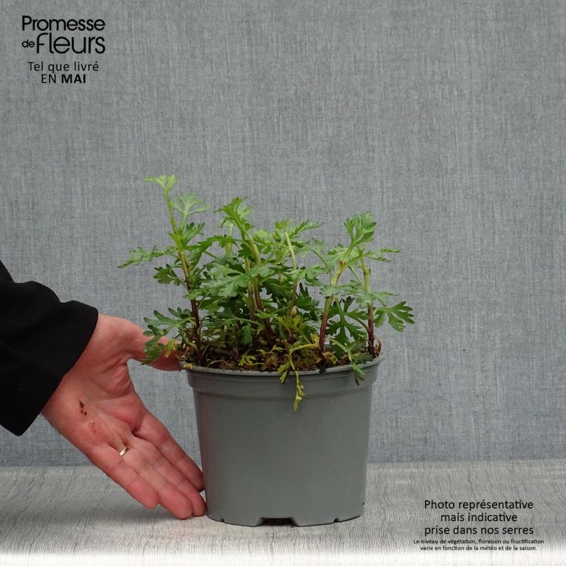 Spécimen de Chrysanthème rubellum Clara Curtis - Marguerite d'automne Pot de 2L/3L tel que livré au printemps