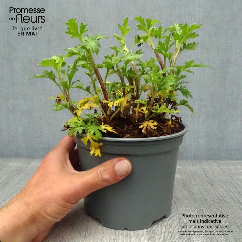 Example of Chrysanthème rubellum Dernier Soleil - Marguerite d'automne. Pot de 2L/3L as you get in printemps