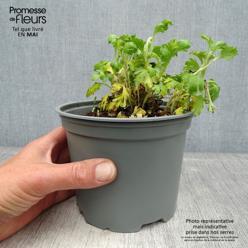 Spécimen de Chrysanthème rubellum Mary Stoker - Marguerite d'automne Pot de 2L/3L tel que livré au printemps